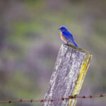 2017年排球赛事精彩对决全程直播回顾 3mf3b6r32y