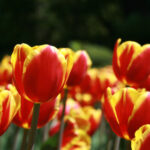 2017年国际马拉松赛事全程现场直播 e3vcado37