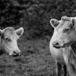 2017年双色球第52期开奖结果及中奖号码公布 f2hs5cjj