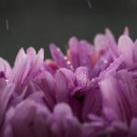 2017年度围棋精彩赛事直播全纪录 ztjedks36